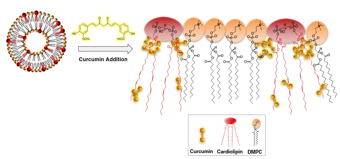 Schematic model depicting CL-promoted insertion of curcumin into membrane bilayers